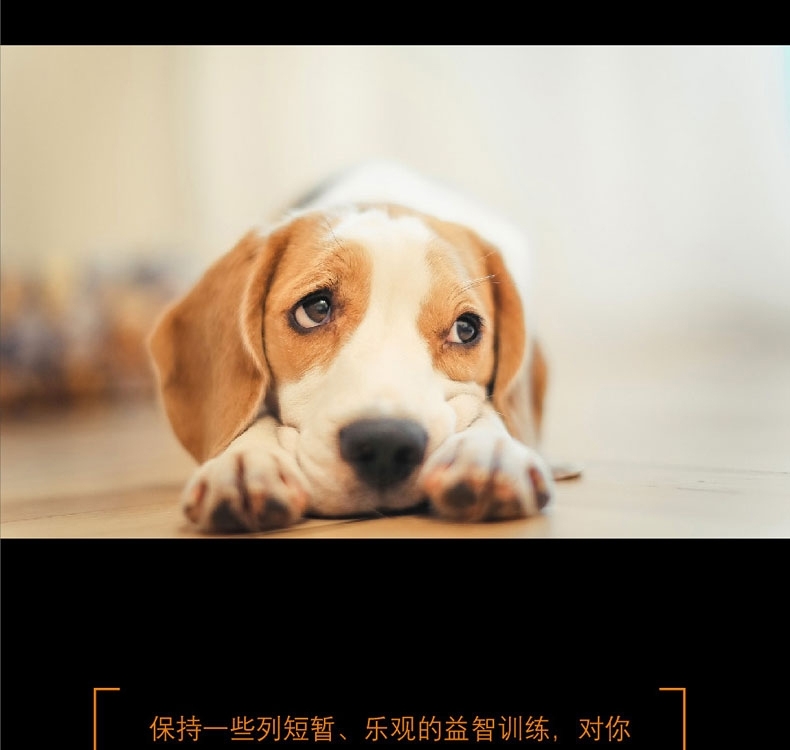 酷极Kyjen 九连环益智训练狗狗玩具