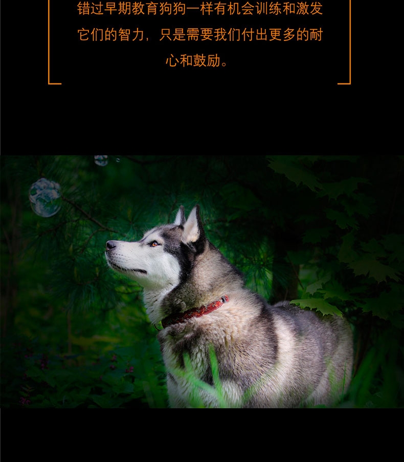 酷极Kyjen 狗狗娱乐场益智训练狗狗玩具