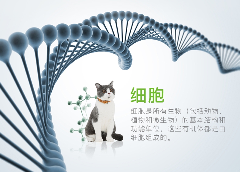 小宠EHD 犬猫综合营养素120g 全龄期适用