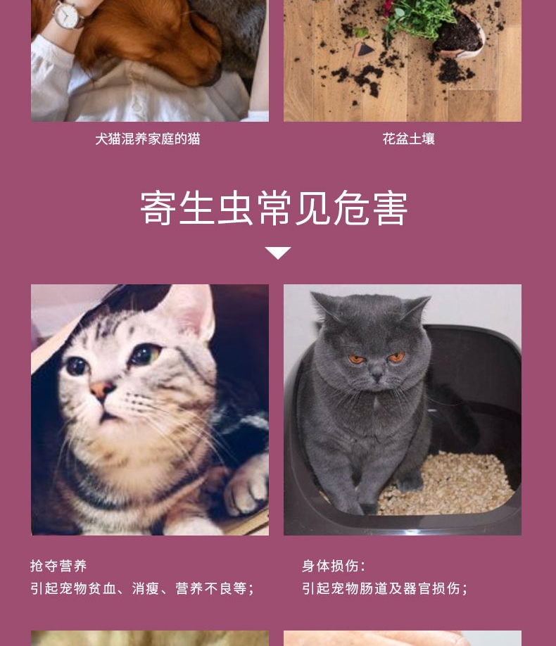 恩倍多 猫用体内驱虫 口服驱虫药 100mg