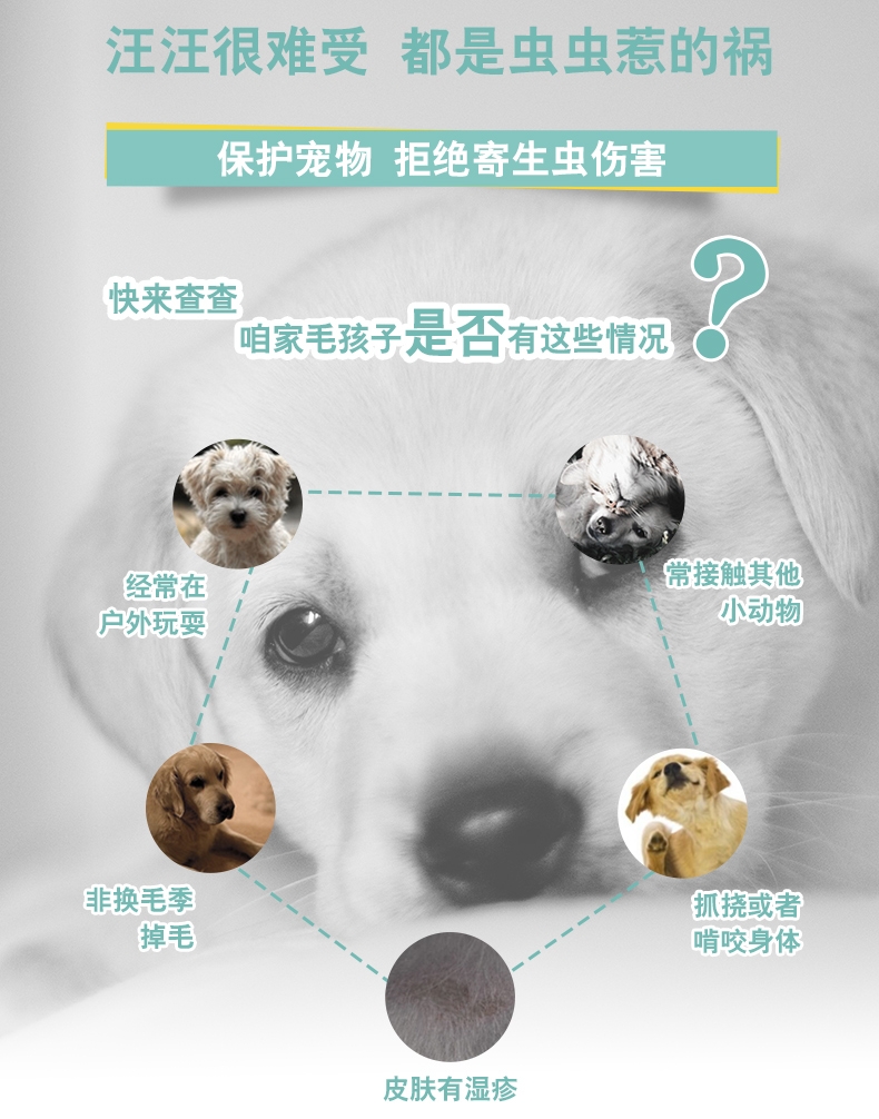 恩倍多 犬用体外驱虫 滴剂 适用15kg-30kg犬 2ml/1个月剂量