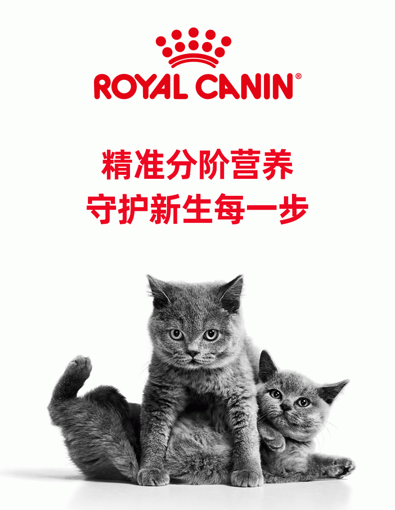 法国皇家Royal Canin 英国短毛幼猫粮 2kg BSK38