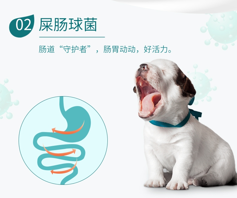 BOTH 幼犬山羊奶果冻布丁狗零食 15g*50粒 3桶装