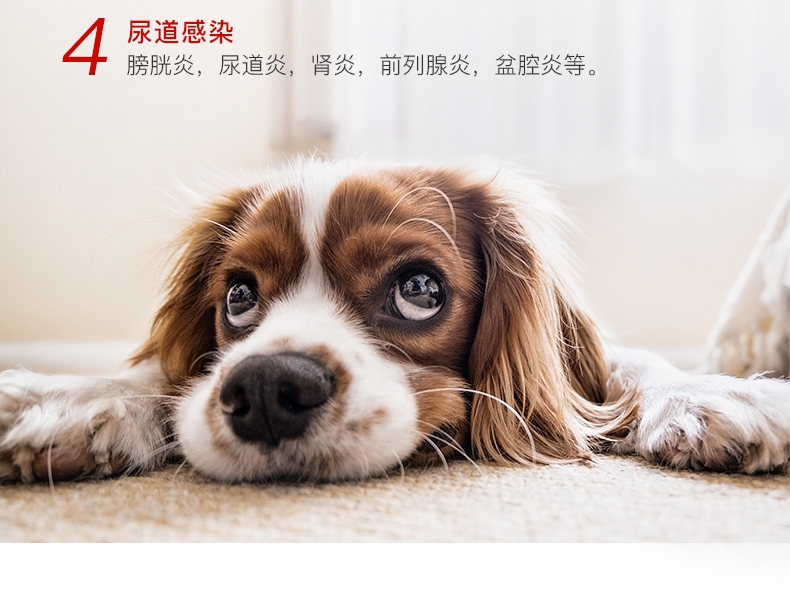 爱迪森 宠物赐能素 提高免疫力抗犬瘟病毒(黄芪多糖口服液)100ml