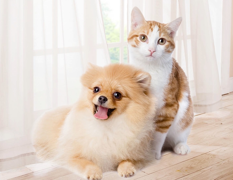 爱迪森 猫狗宠物赐能素提高免疫力抗犬瘟病毒(黄芪多糖口服液)15ml*2支