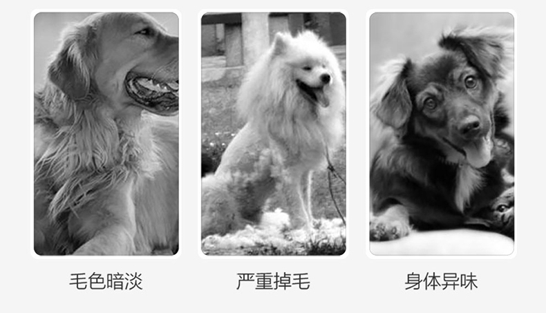 绝魅 全猫专用美毛香波 500ML 玫瑰香