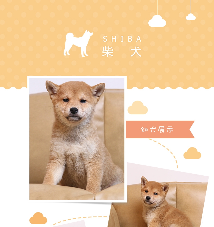 永升柴犬活体纯种犬 宠物狗狗