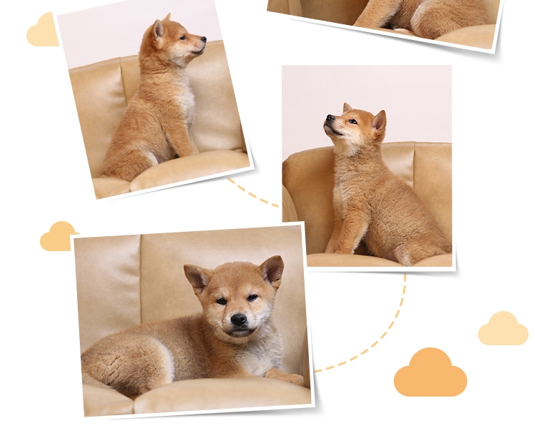 永升柴犬活体纯种犬 宠物狗狗