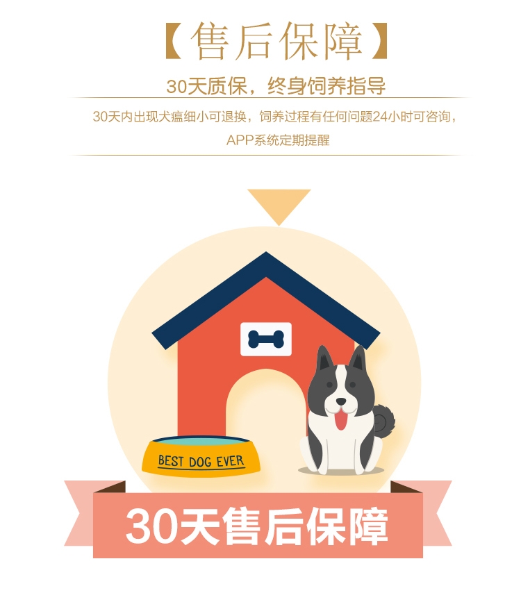 永升柴犬活体纯种犬 宠物狗狗