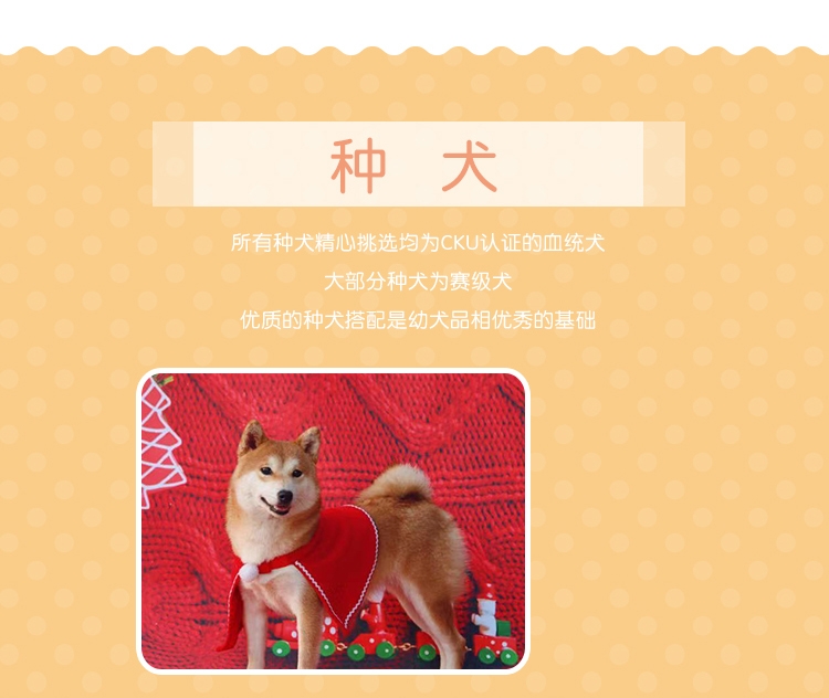 永升柴犬活体纯种犬 宠物狗狗