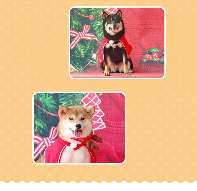 永升柴犬活体纯种犬 宠物狗狗