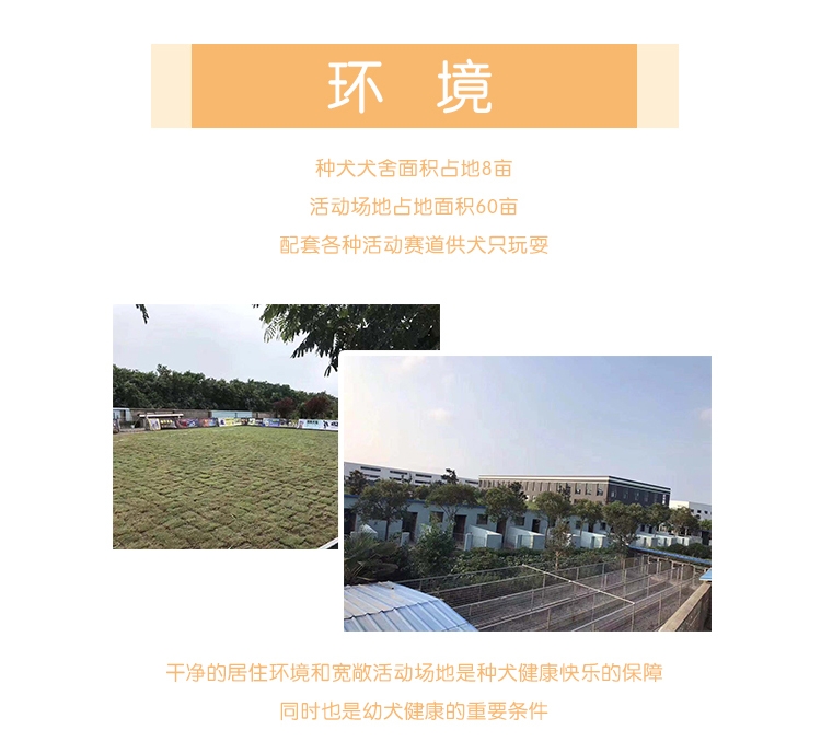 永升柴犬活体纯种犬 宠物狗狗