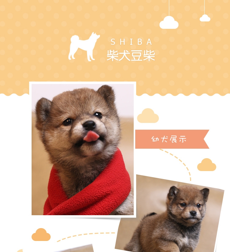 永升豆柴犬活体纯种犬 宠物狗狗