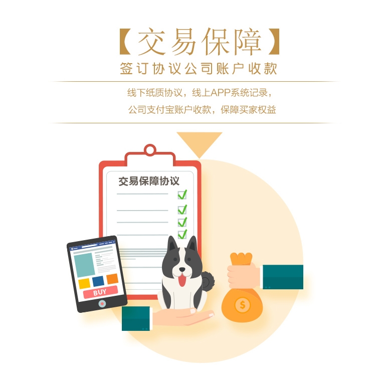 永升豆柴犬活体纯种犬 宠物狗狗