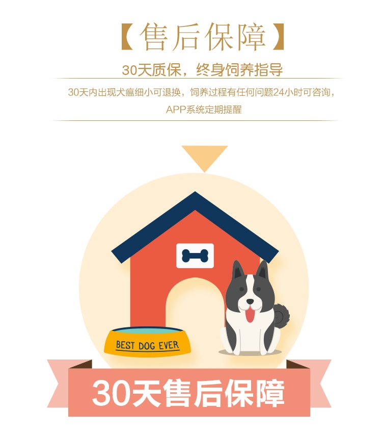 永升豆柴犬活体纯种犬 宠物狗狗