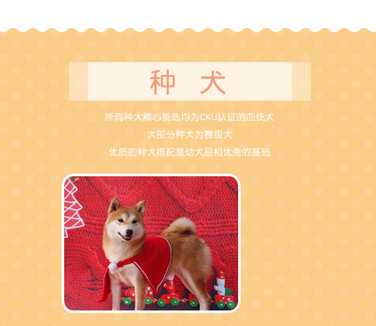 永升豆柴犬活体纯种犬 宠物狗狗