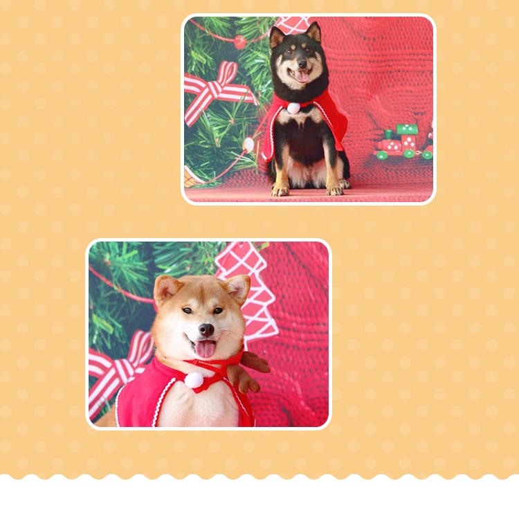 永升豆柴犬活体纯种犬 宠物狗狗