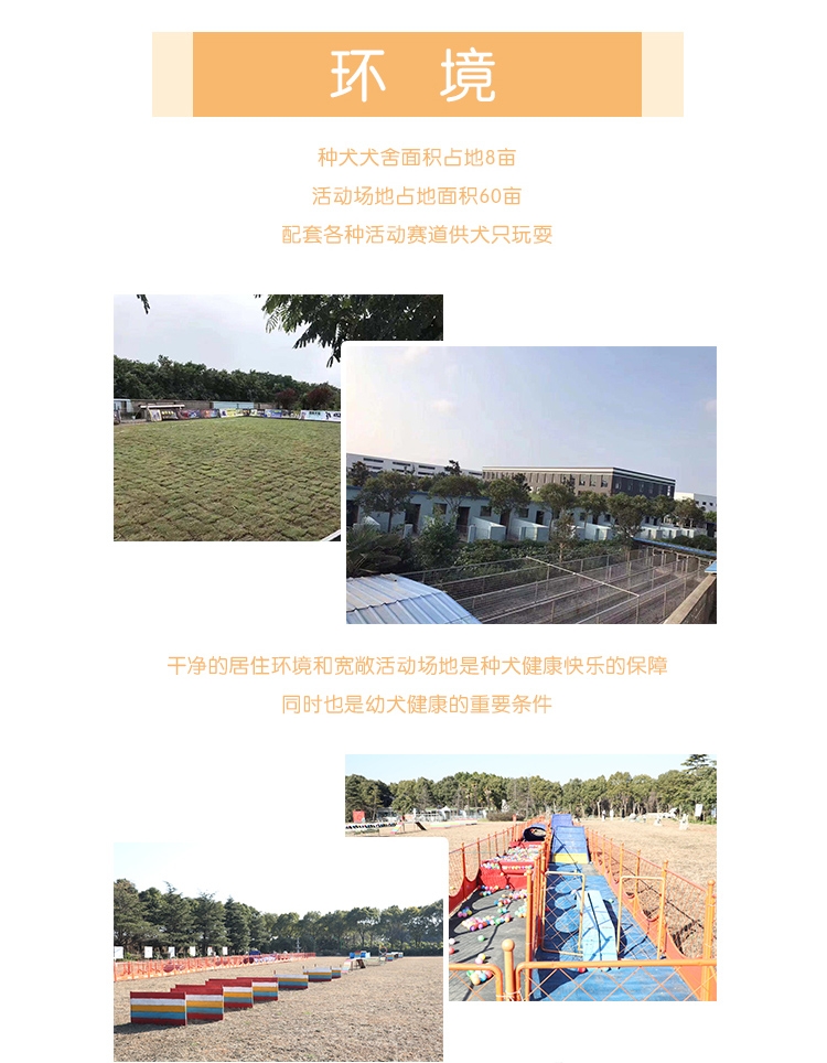 永升豆柴犬活体纯种犬 宠物狗狗