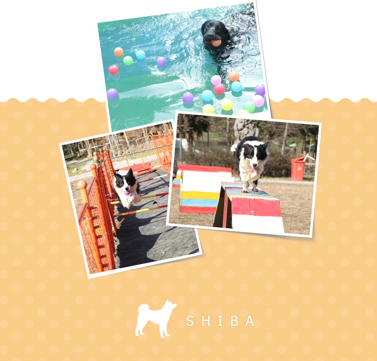 永升豆柴犬活体纯种犬 宠物狗狗