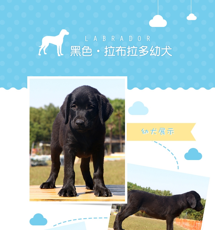 永升黑色拉布拉多双血统活体 宠物狗狗