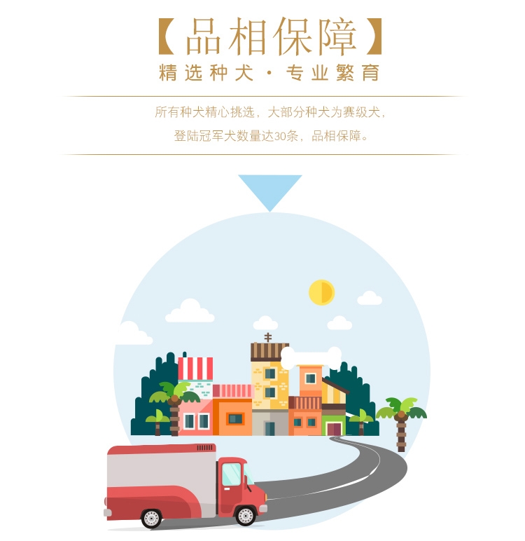 永升黑色拉布拉多双血统活体 宠物狗狗