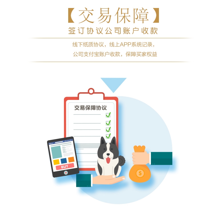 永升黑色拉布拉多双血统活体 宠物狗狗