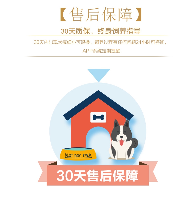 永升黑色拉布拉多双血统活体 宠物狗狗