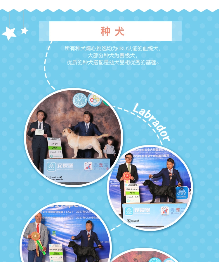 永升黑色拉布拉多双血统活体 宠物狗狗