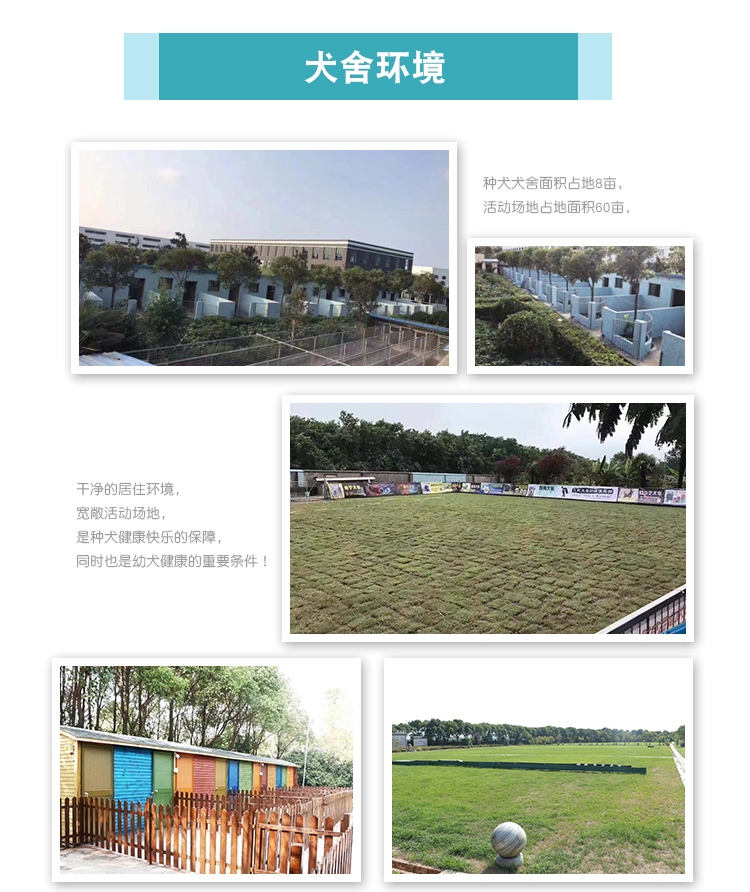 永升黑色拉布拉多双血统活体 宠物狗狗