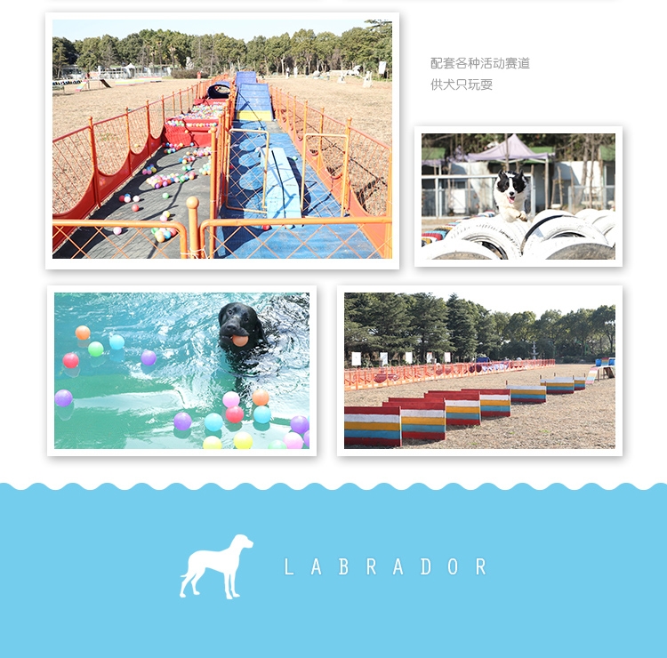 永升黑色拉布拉多双血统活体 宠物狗狗