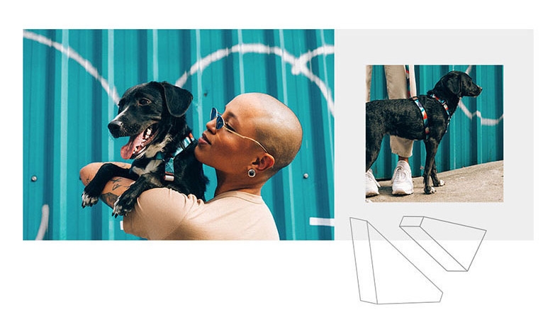 美国zeedog 多色炫彩H型狗狗胸背带 欧美潮牌
