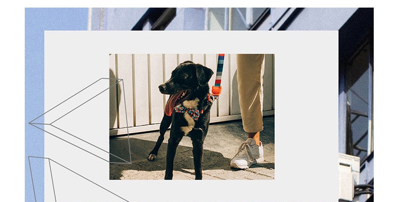 美国zeedog 多色炫彩宠物领结 欧美潮牌