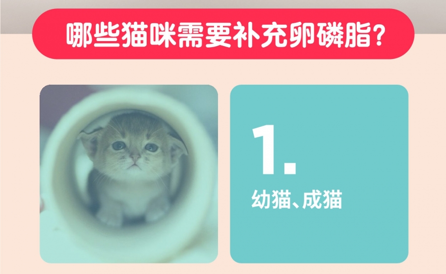塔泰 猫用卵磷脂精华锭 300g
