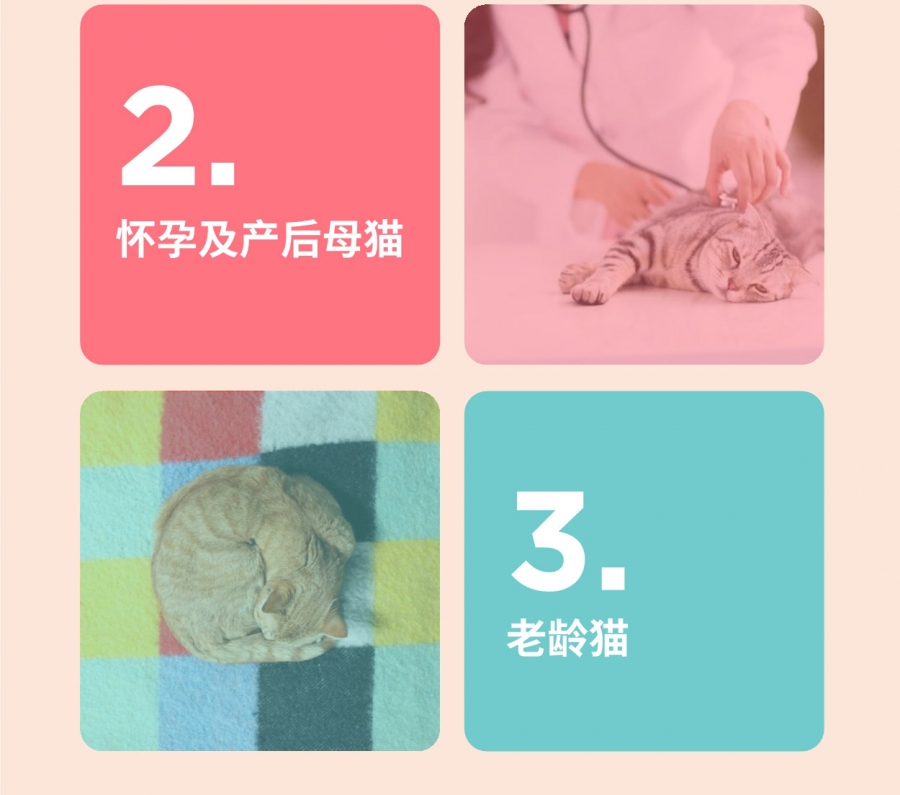 塔泰 猫用卵磷脂精华锭 300g