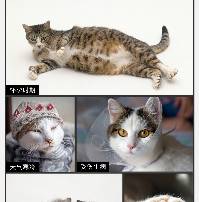 月亮喵喵 猫用温柔洁净干洗澡慕斯150ml 免洗香波
