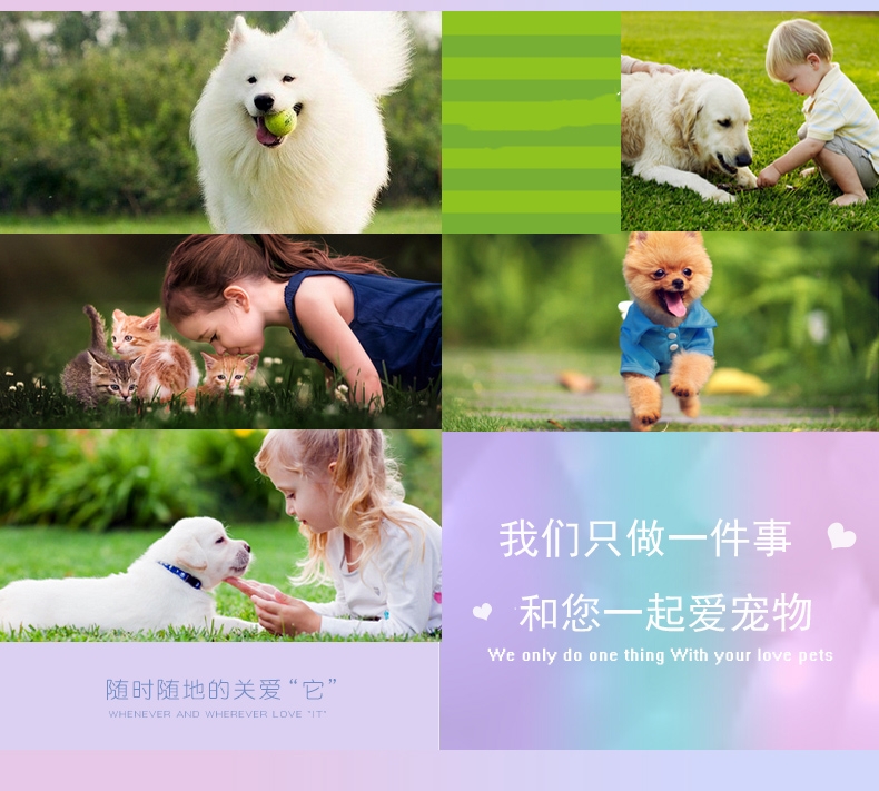 伊丽莎白圈防舔舐项圈围脖 猫狗通用