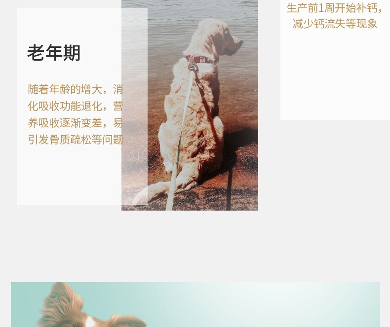 宠儿香g-pet 牛乳钙胶140g/支