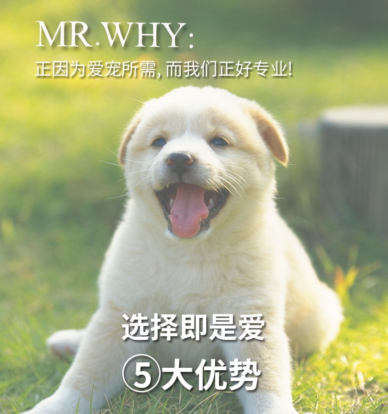 Mr.why 犬类智慧金装营养素80g 改善体质 增加智力发育 澳洲进口