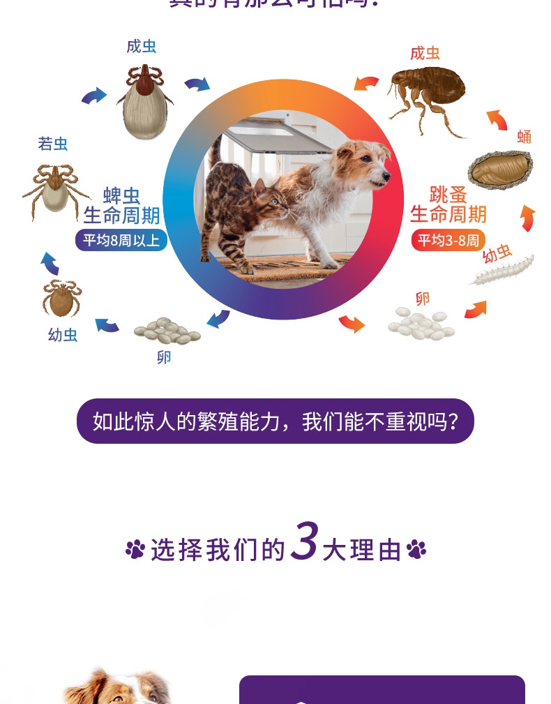 Bravecto 贝卫多 氟雷拉纳咀嚼片 20-40kg