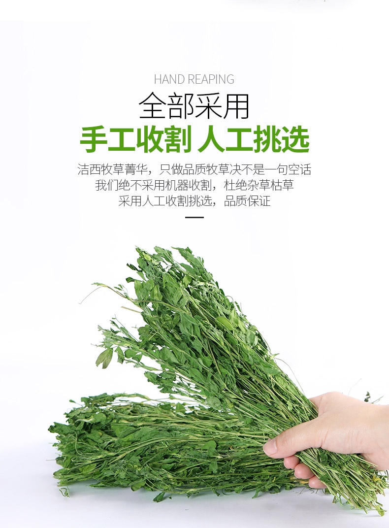 洁西Jessie 牧草菁华苜蓿草兔粮兔草 1kg 杆细易磨牙
