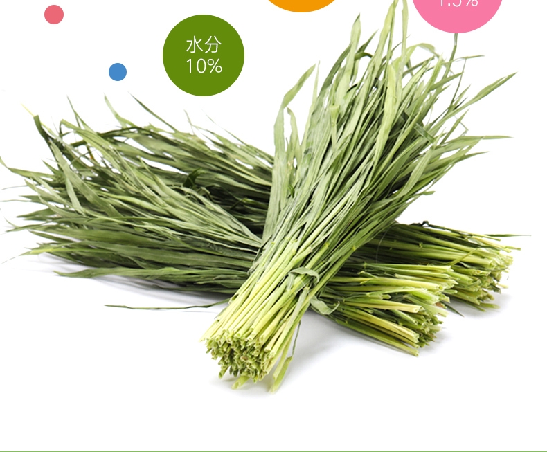 洁西Jessie 牧草菁华小麦苗兔粮 500g 富含纤维 助排毛