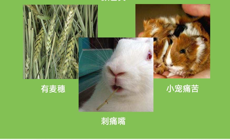 洁西Jessie 牧草菁华小麦苗兔粮 500g 富含纤维 助排毛