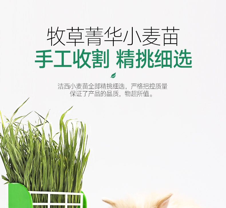 洁西Jessie 牧草菁华小麦苗兔粮 500g 富含纤维 助排毛