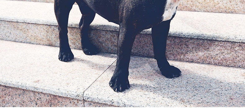IS PET 织带宠物颈圈 狗项圈 轻量化设计 时尚耐用
