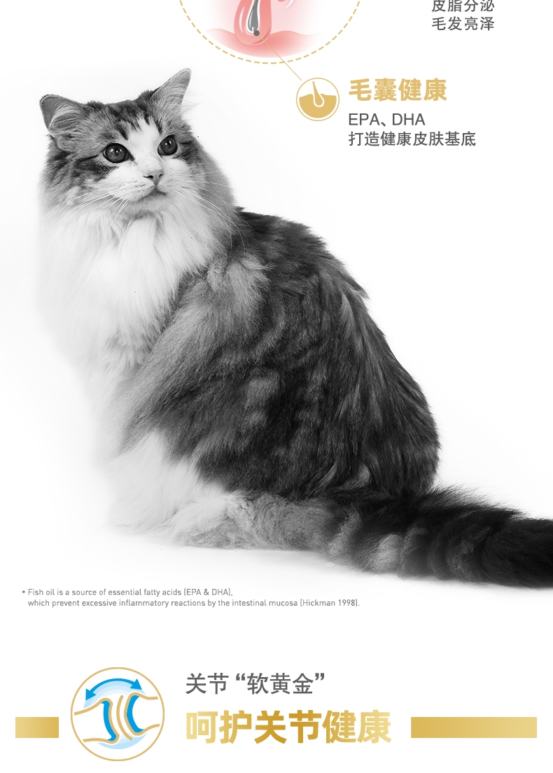 法国皇家Royal Canin 布偶猫成猫粮全价猫粮 10kg RA32