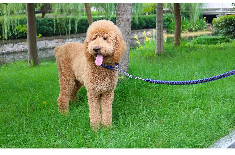 多可特 思哲加粗编织牵引绳套装 中大型犬适用