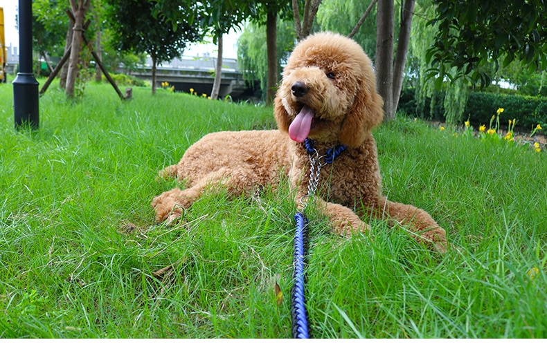 多可特 思哲加粗编织牵引绳套装 中大型犬适用