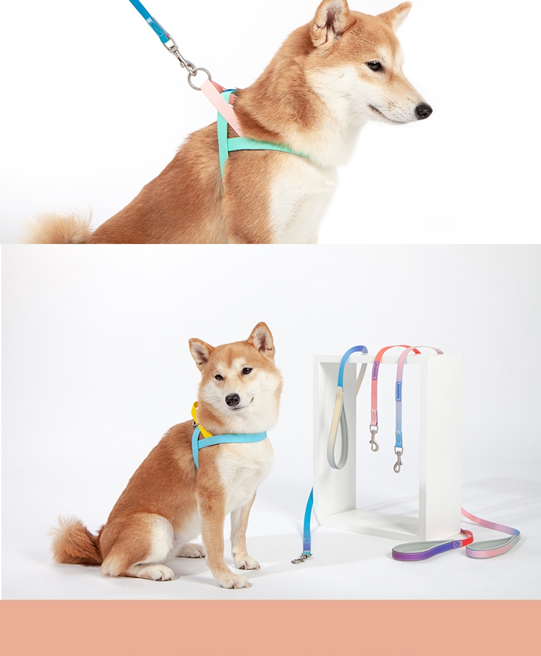 它它Touchdog 七彩PVC项圈套装