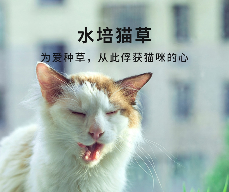 Azhe 水培无土猫草种植罐头装豪华版