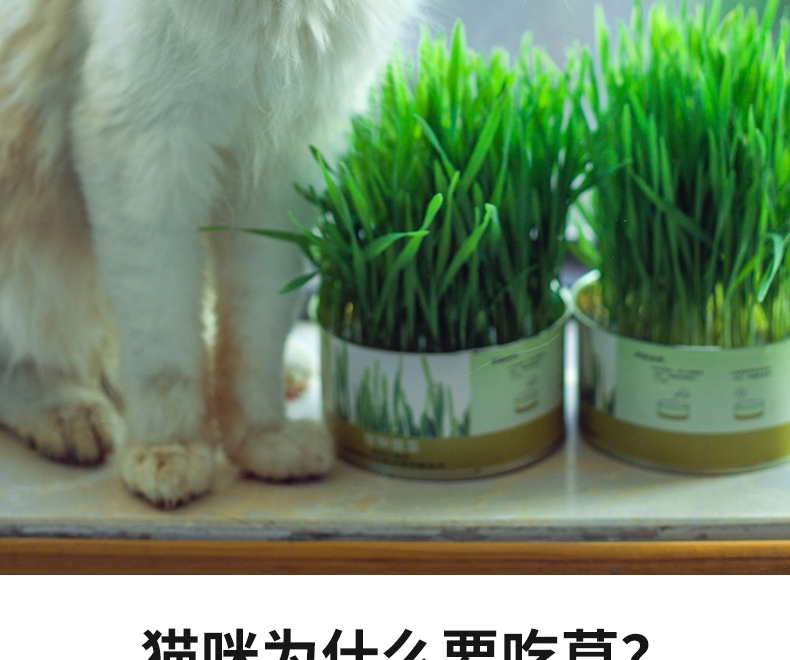 Azhe 水培无土猫草种植罐头装豪华版